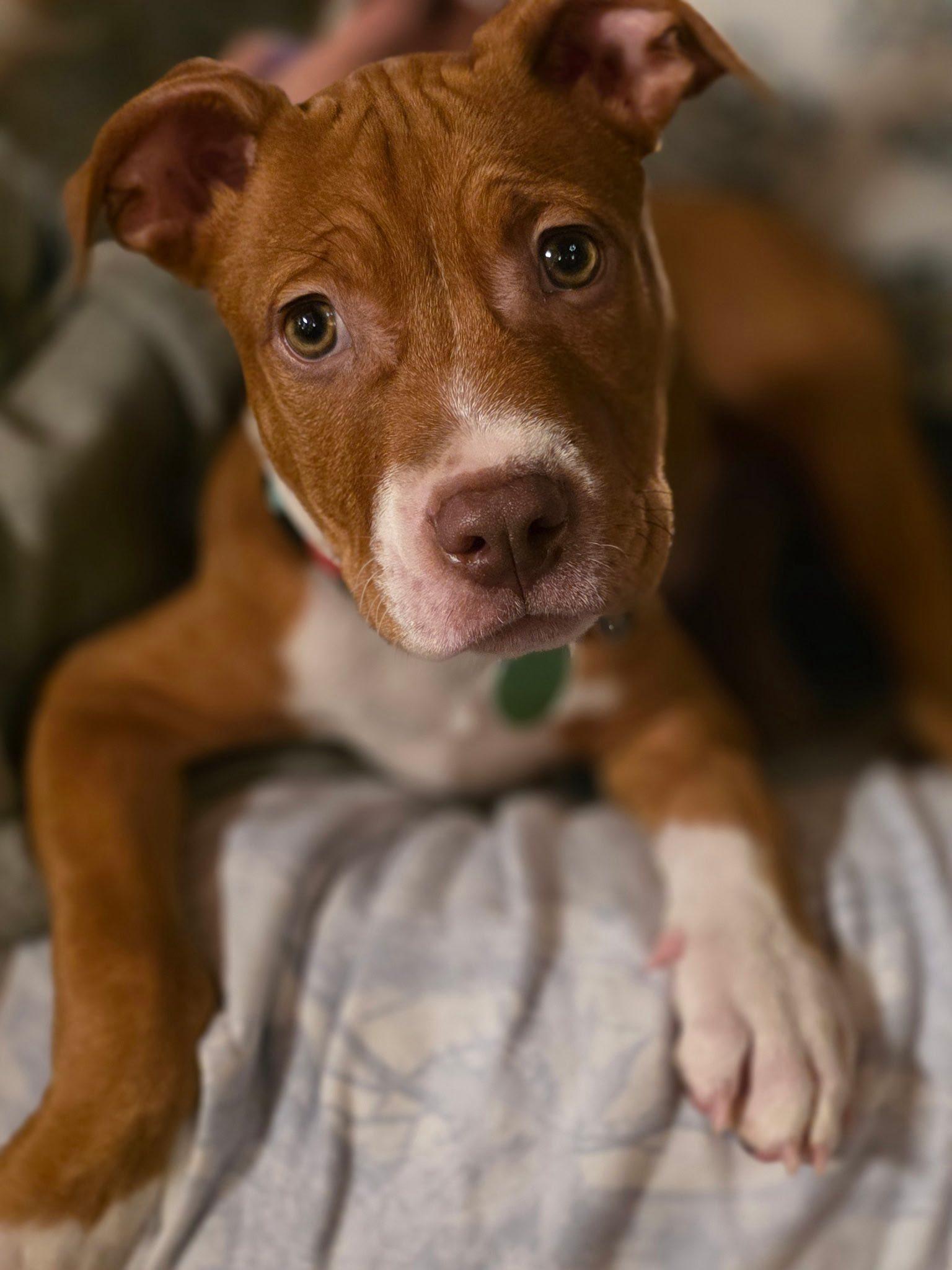 Dick Clark, adopted, Young Male Pit Bull Terrier.