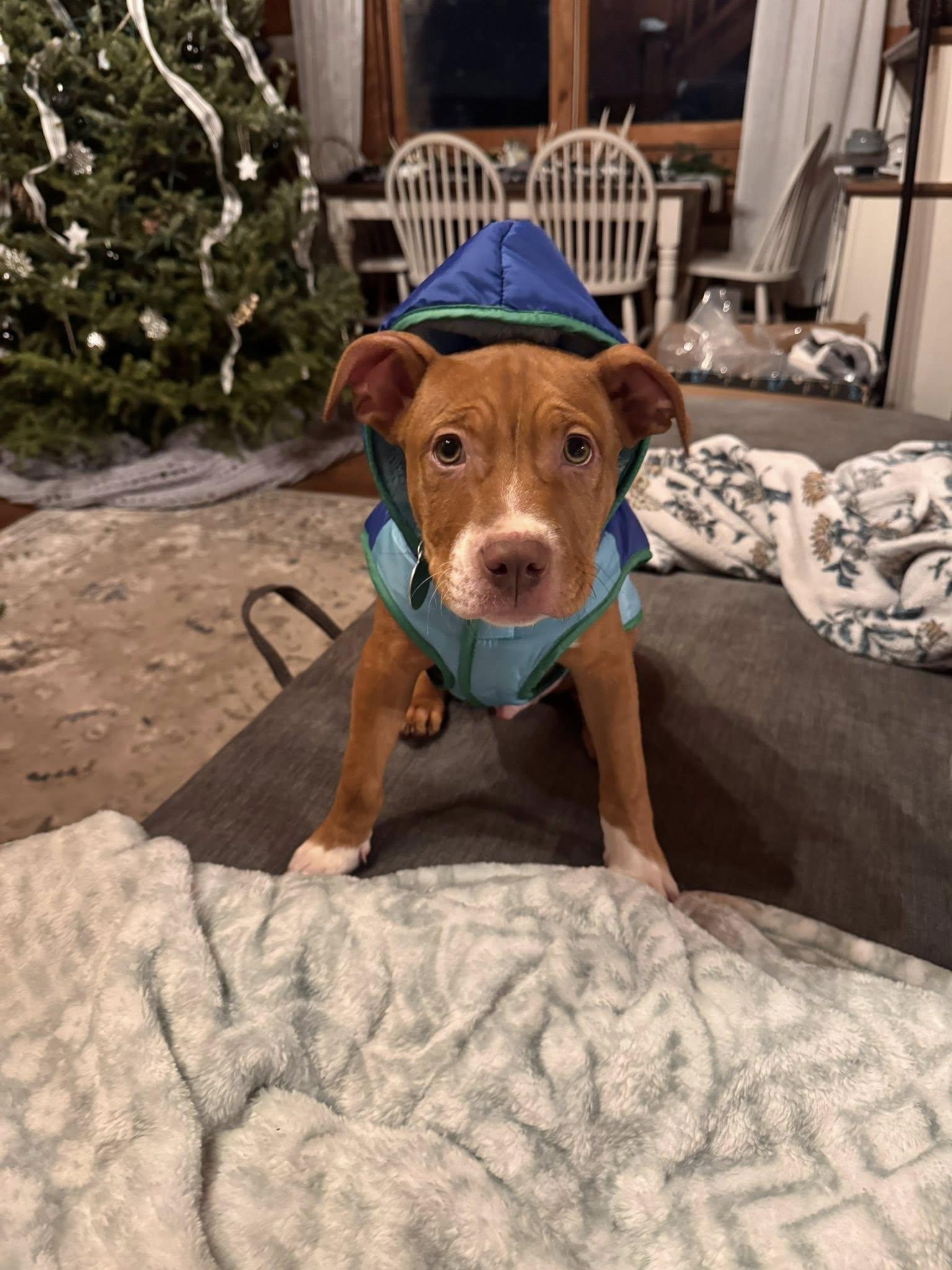 Enlarge Dick Clark, an adopted mixed breed in Breinigsville, PA image 4/6