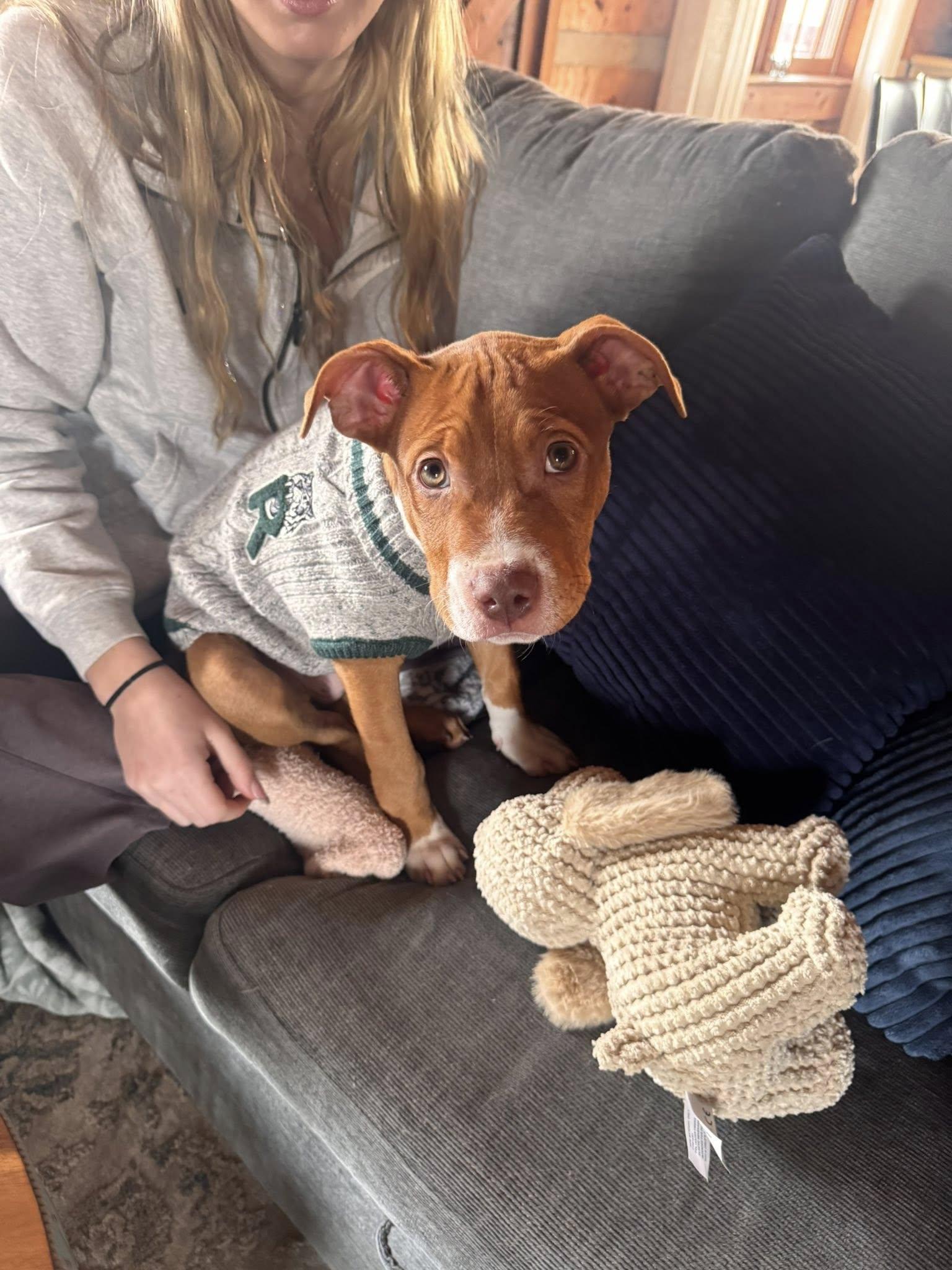 Enlarge Dick Clark, an adopted mixed breed in Breinigsville, PA image 5/6