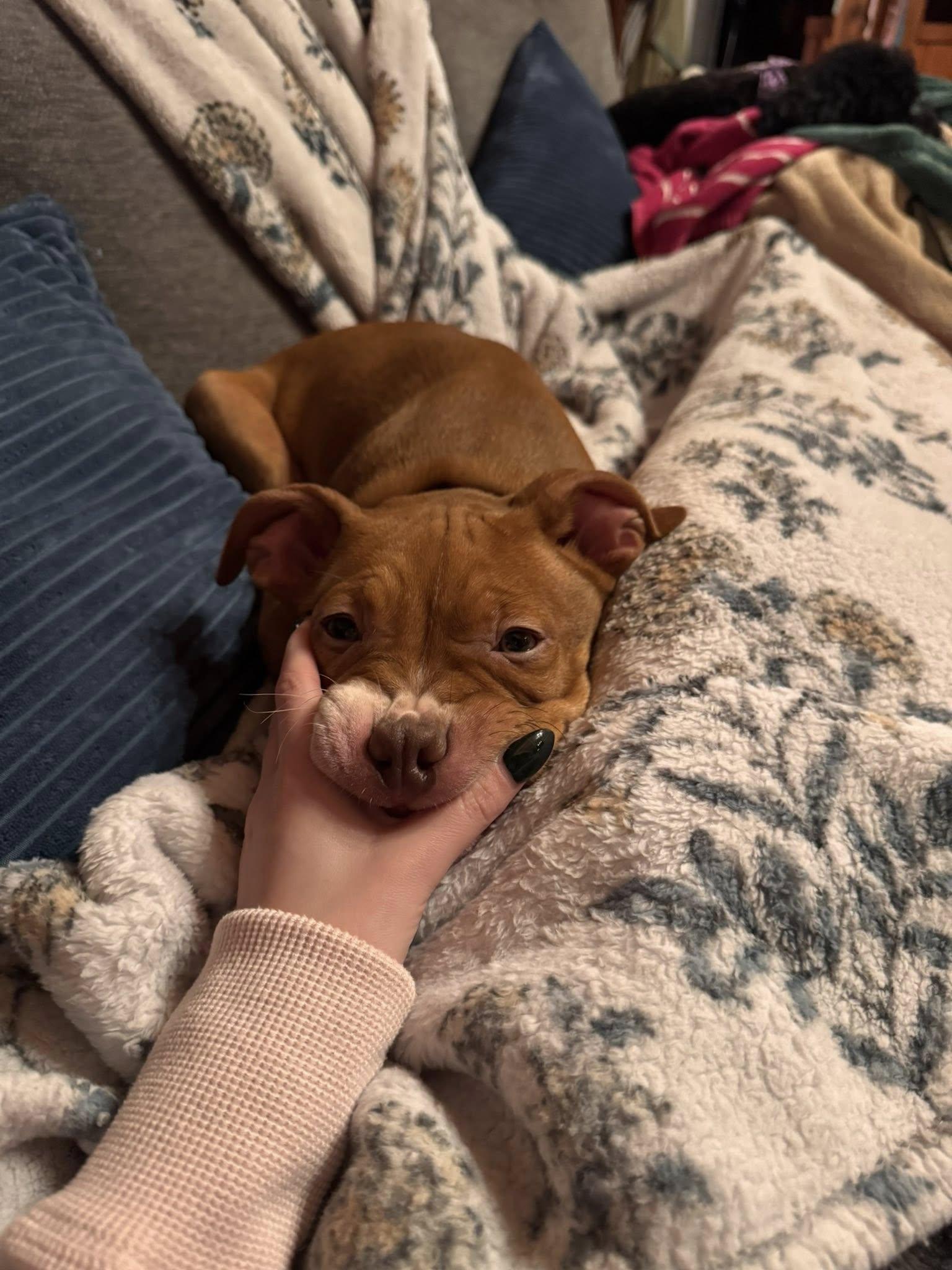 Enlarge Dick Clark, an adopted mixed breed in Breinigsville, PA image 6/6