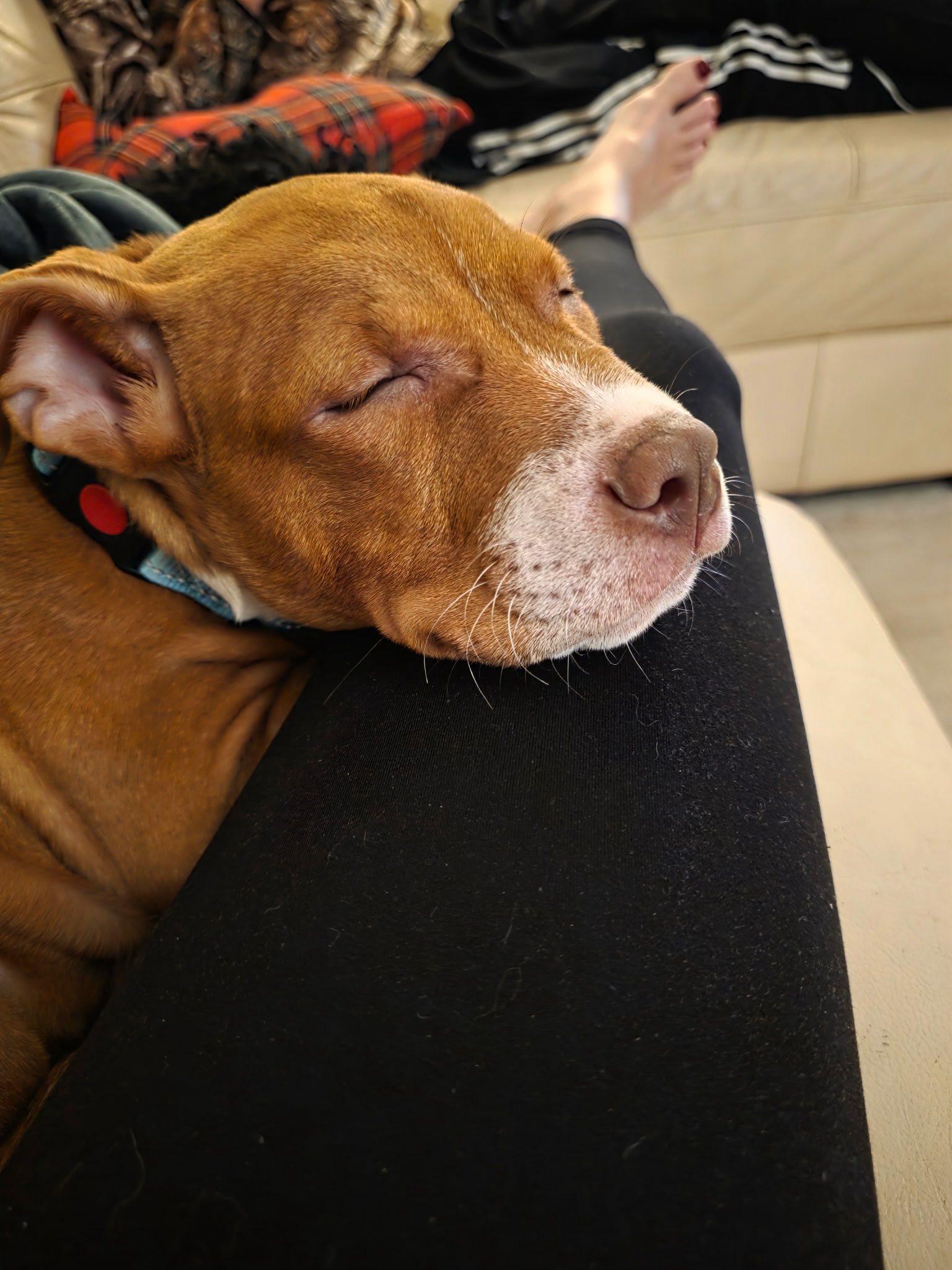 Enlarge Dick Clark, an adopted mixed breed in Breinigsville, PA image 2/6