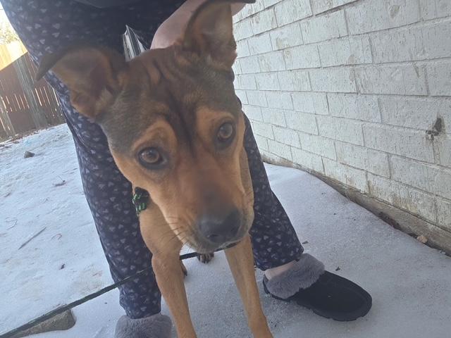 Coco — thumbnail 2