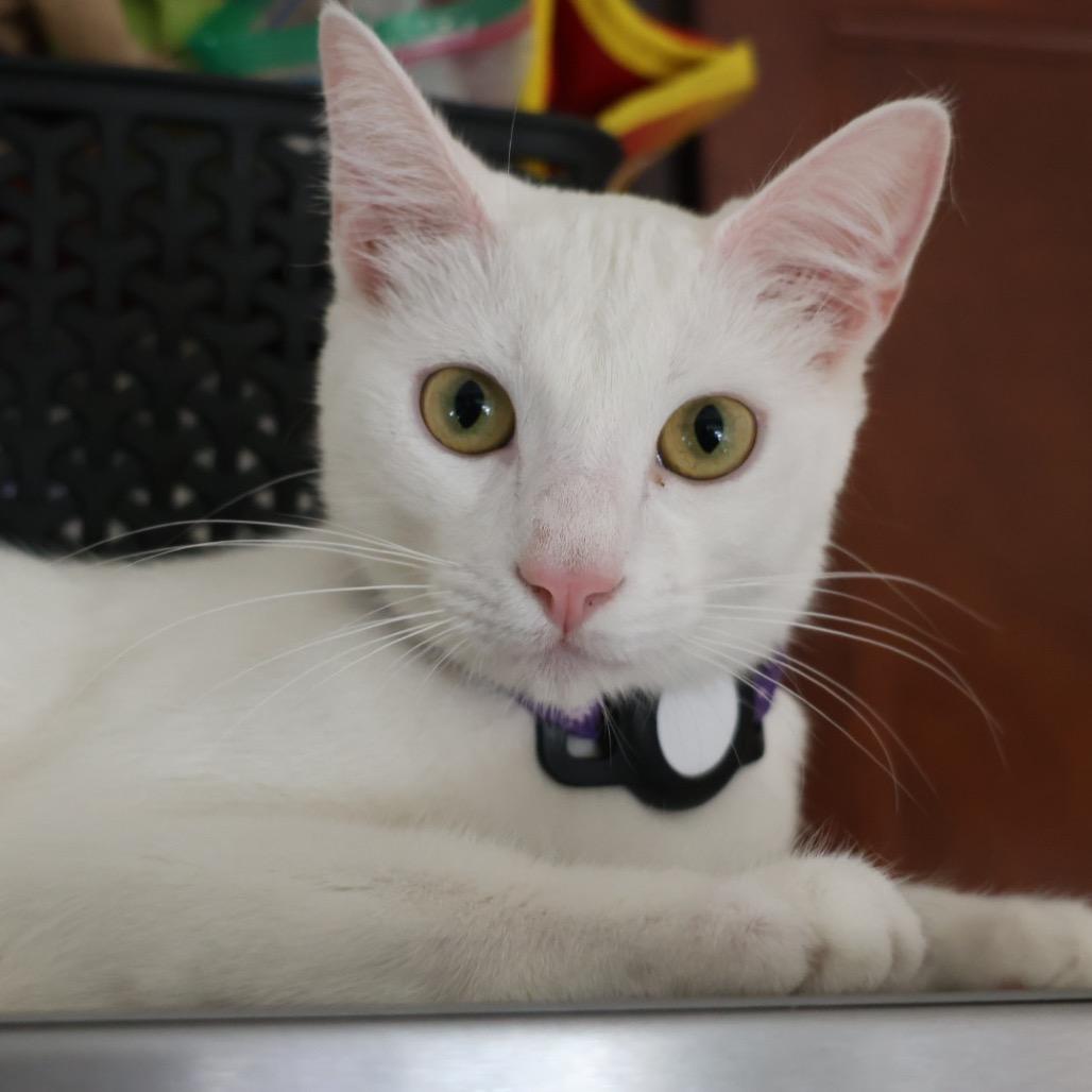 Snowy, Adoptable, Young Female Domestic Short Hair.