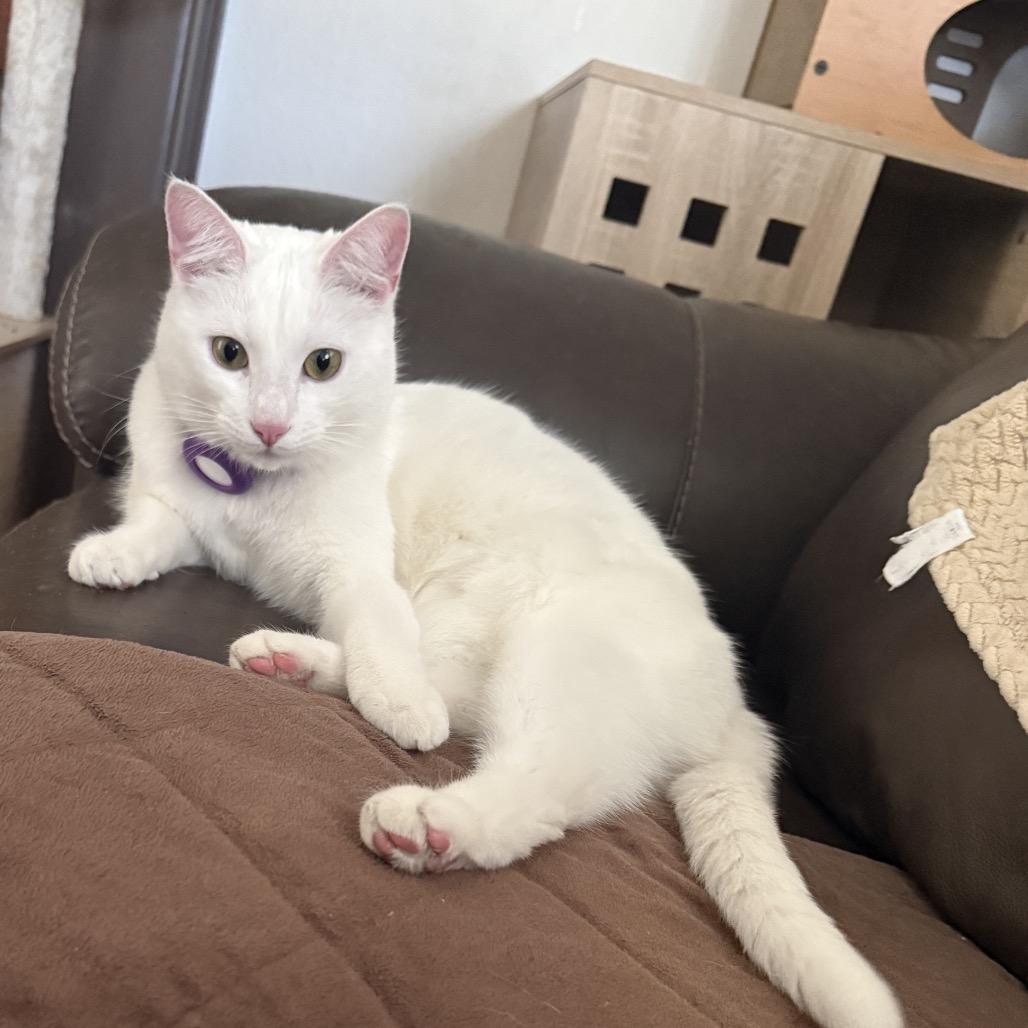 Snowy, a Adoptable Domestic Short Hair in Tustin, CA image 2/5