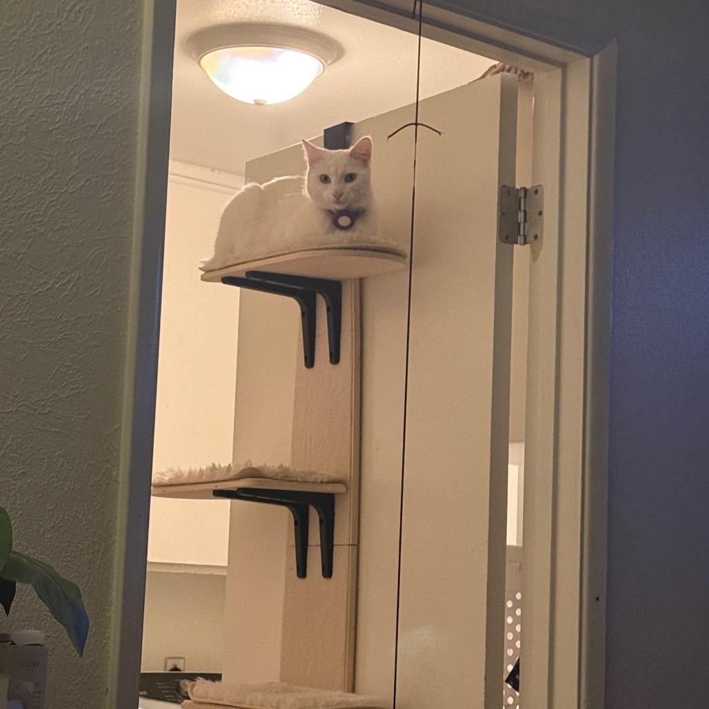 Snowy, a Adoptable Domestic Short Hair in Tustin, CA image 3/5