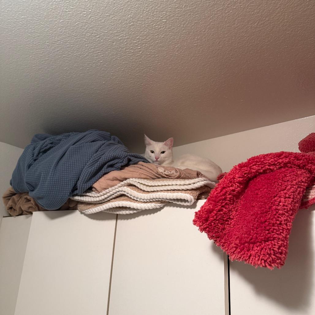 Snowy, a Adoptable Domestic Short Hair in Tustin, CA image 4/5