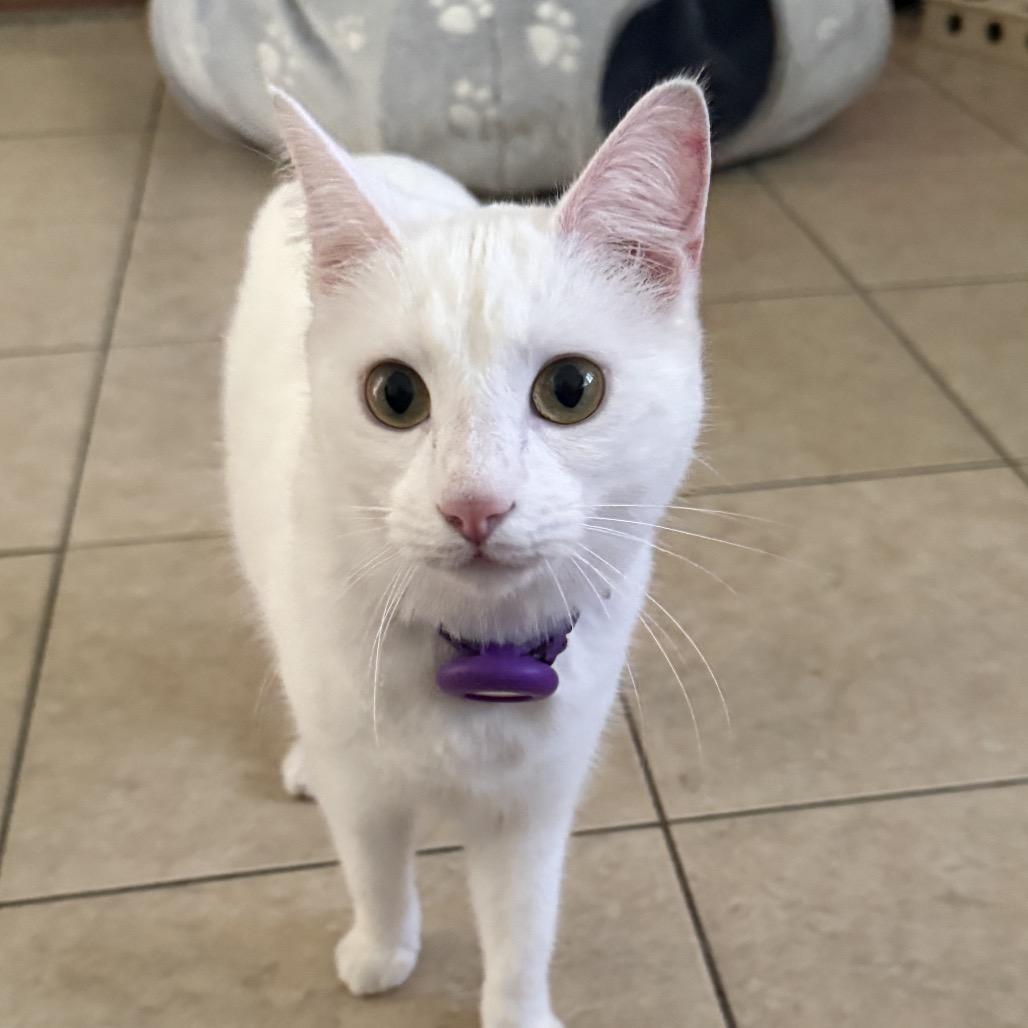 Snowy, a Adoptable Domestic Short Hair in Tustin, CA image 5/5