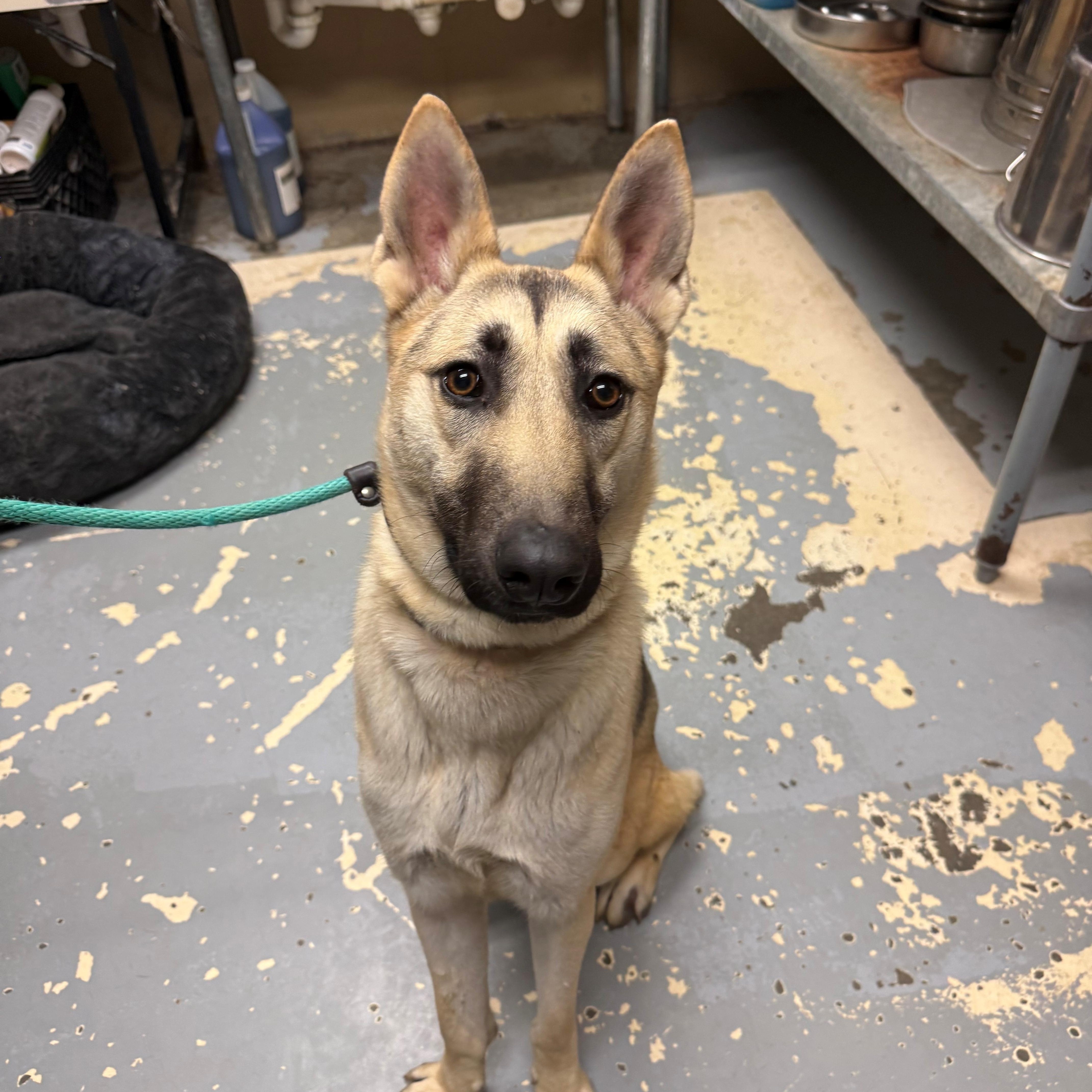 Enlarge Casper , a ADOPTABLE mixed breed in East Northport, NY image 1/1