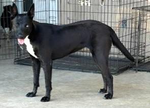 Enlarge DELILAH, a Adoptable mixed breed in fort worth, TX image 4/6