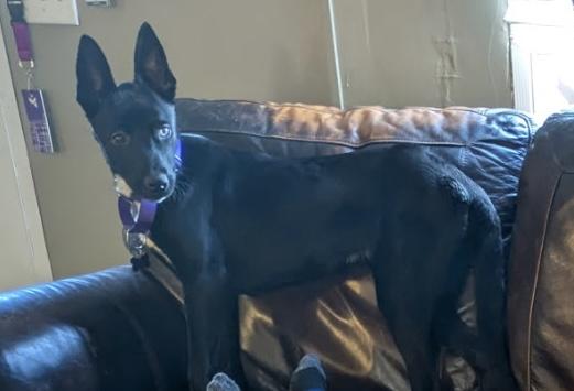 Enlarge DELILAH, a ADOPTABLE mixed breed in fort worth, TX image 4/6