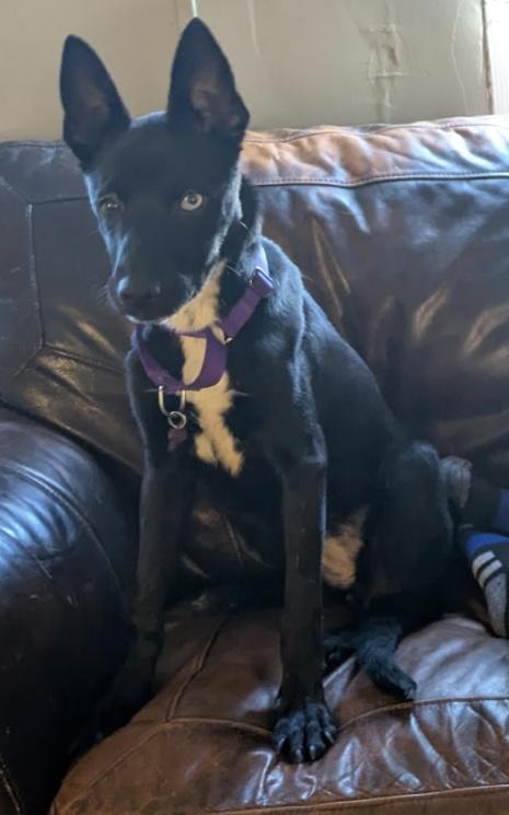 Enlarge DELILAH, a ADOPTABLE mixed breed in fort worth, TX image 5/6