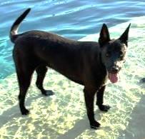 Enlarge DELILAH, a Adoptable mixed breed in fort worth, TX image 3/6