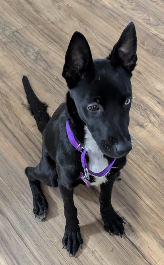 Enlarge DELILAH, a ADOPTABLE mixed breed in fort worth, TX image 6/6