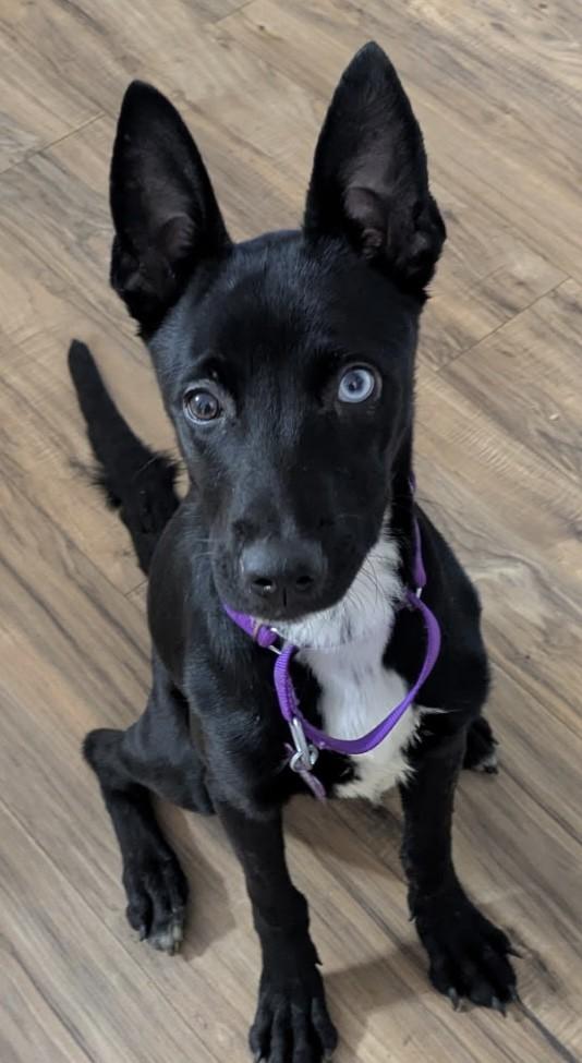 Enlarge DELILAH, a ADOPTABLE mixed breed in fort worth, TX image 2/6