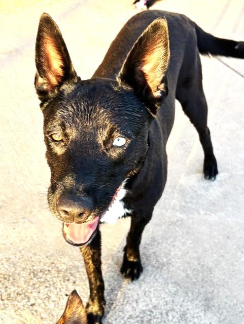 Enlarge DELILAH, a Adoptable mixed breed in fort worth, TX image 2/6