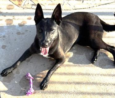 Enlarge DELILAH, a Adoptable mixed breed in fort worth, TX image 1/6