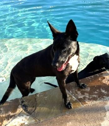 Enlarge DELILAH, a Adoptable mixed breed in fort worth, TX image 5/6