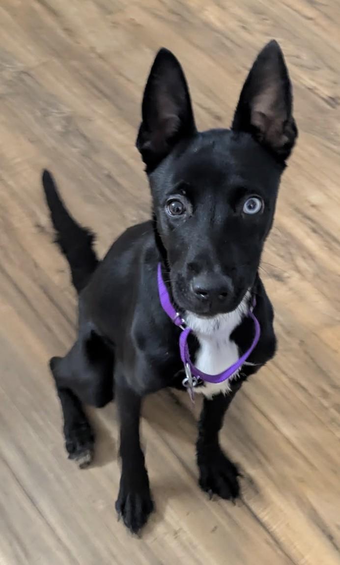 DELILAH, ADOPTABLE, Young Female Mountain Dog.