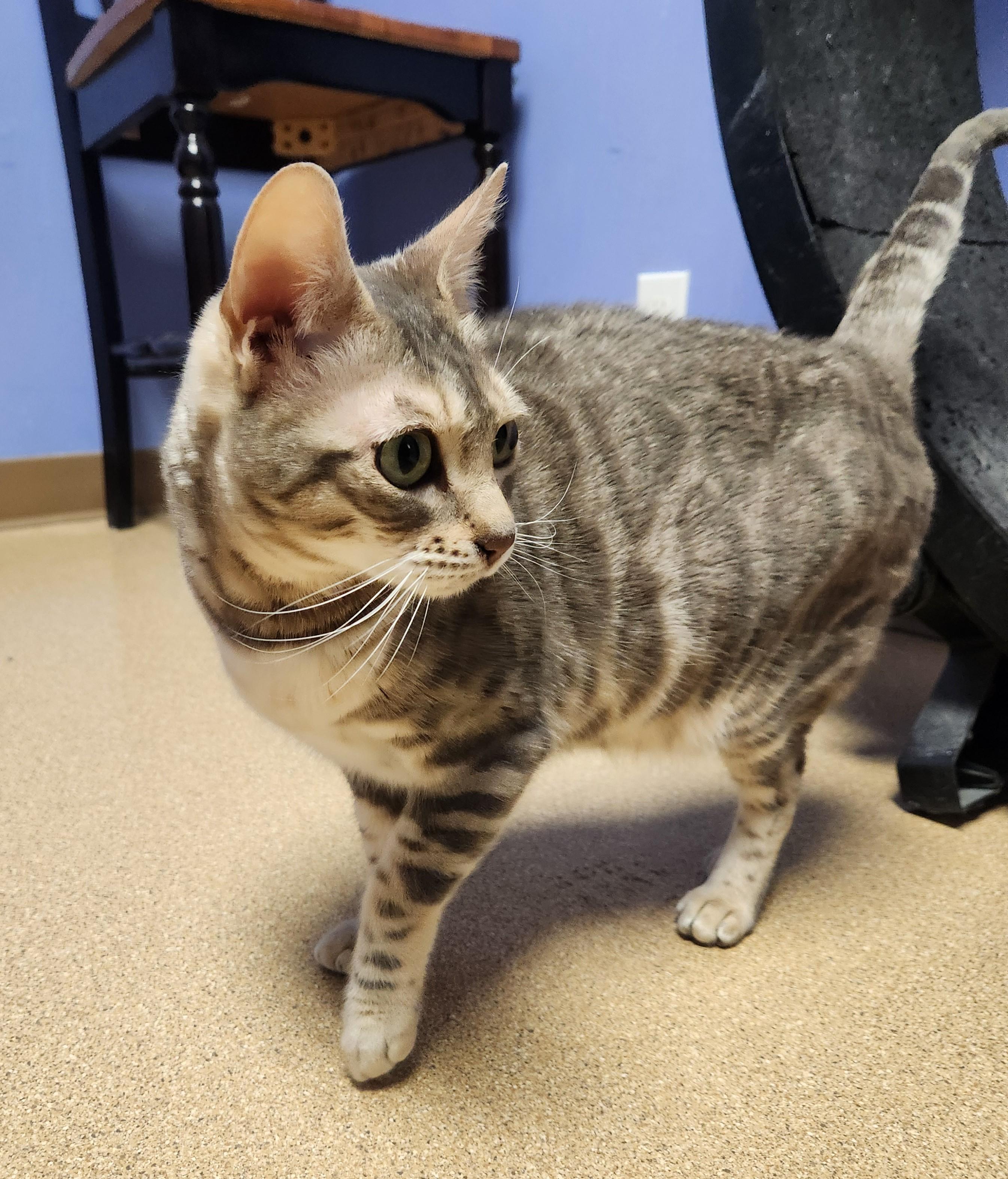 Freya, ADOPTABLE, Adult Female Bengal.