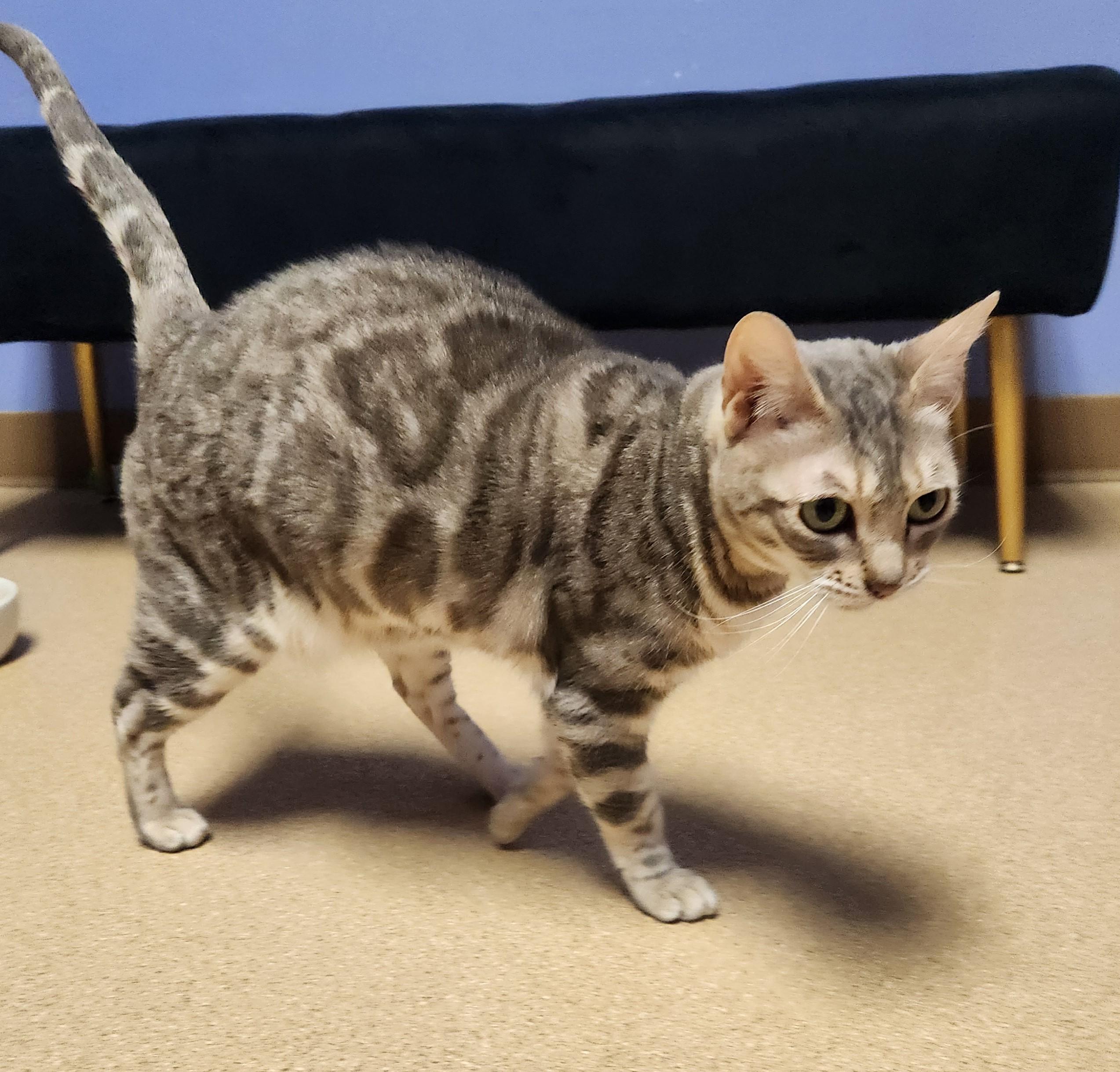 Enlarge Freya, a ADOPTABLE mixed breed in Brookings, SD image 2/2