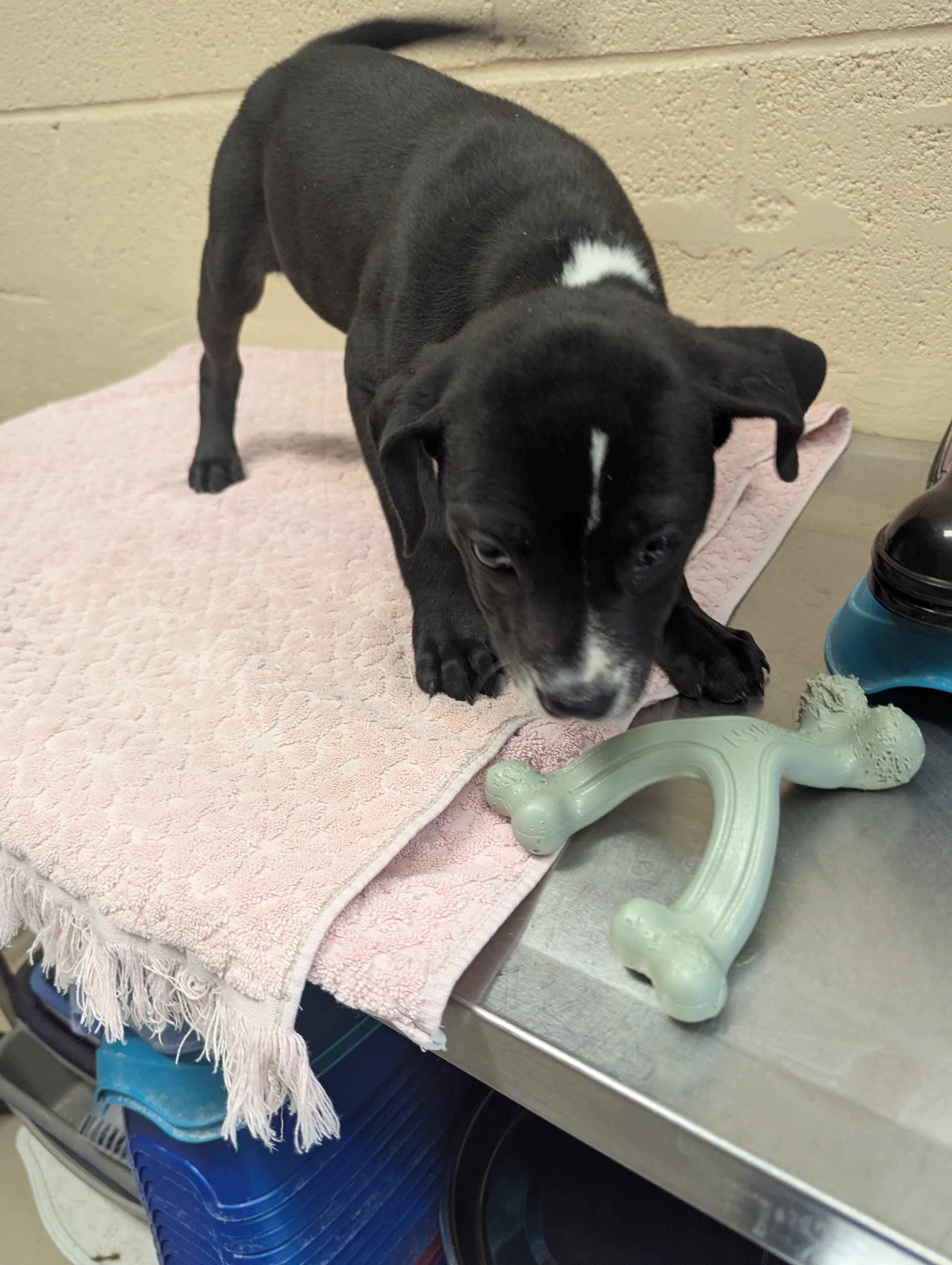 Enlarge Lillion29666 (RESCUED) , a ADOPTABLE mixed breed in Rocky Mount, NC image 2/4