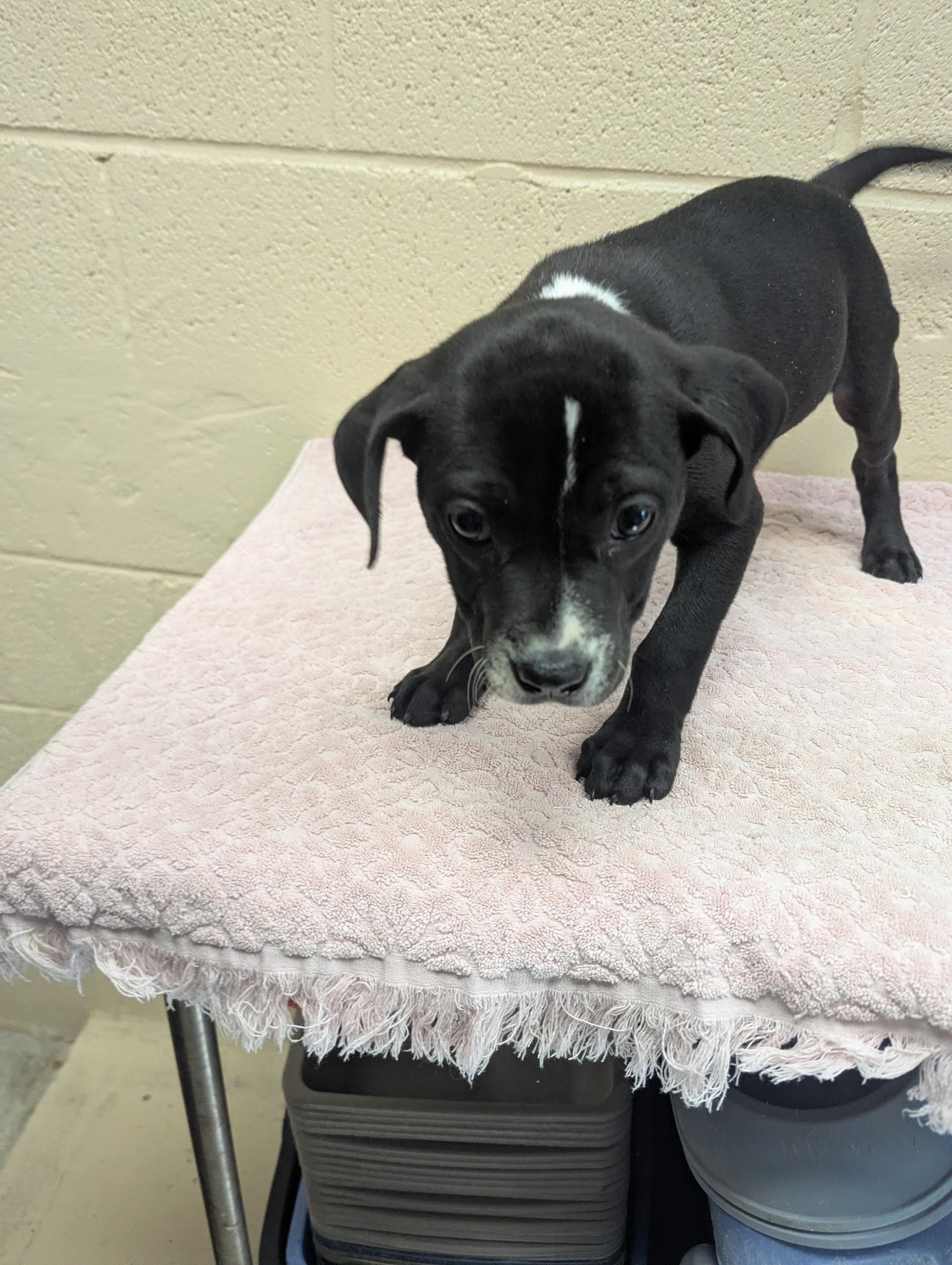 Enlarge Lillion29666 (RESCUED) , a ADOPTABLE mixed breed in Rocky Mount, NC image 3/4