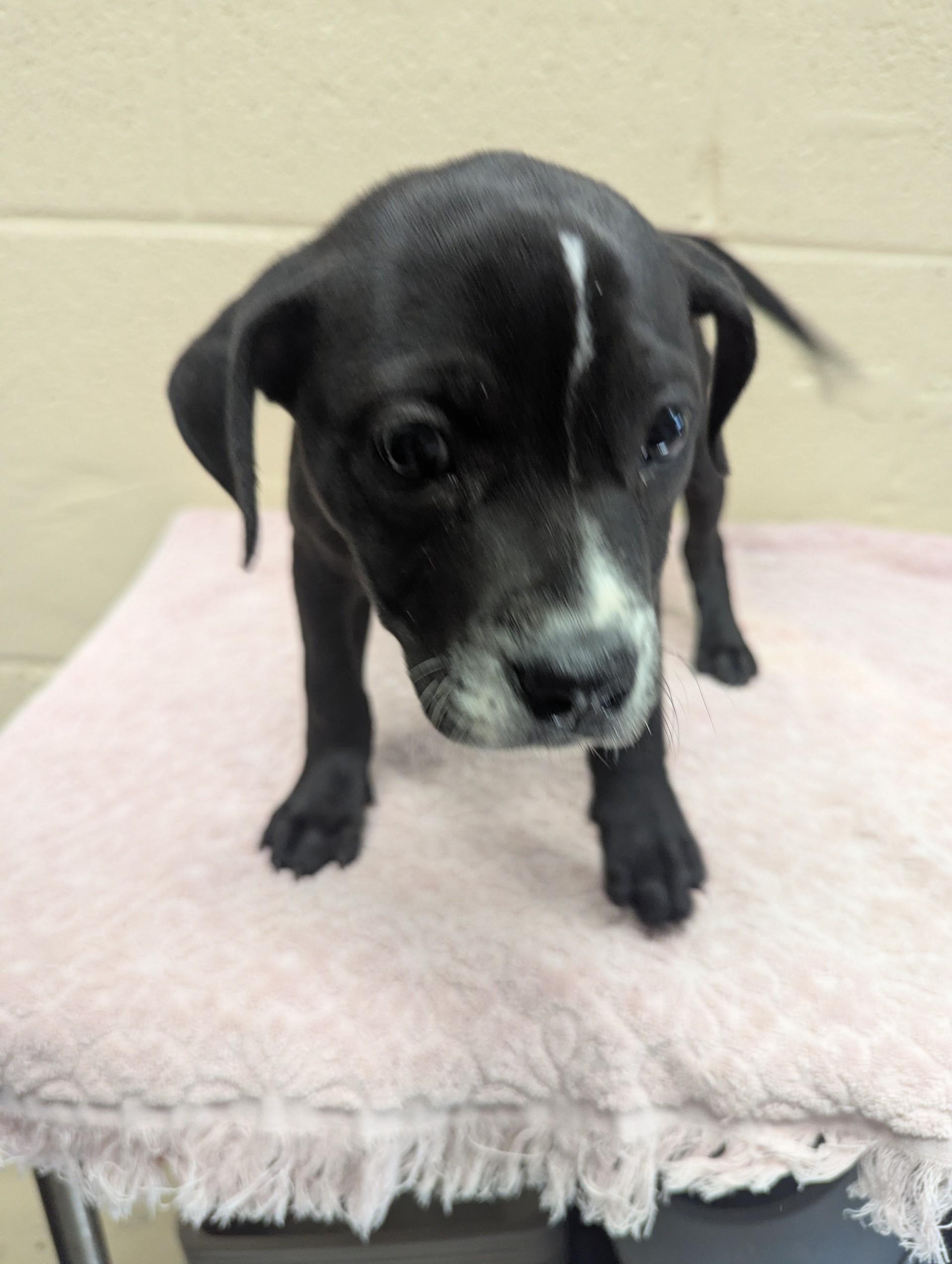 Enlarge Lillion29666 (RESCUED) , a ADOPTABLE mixed breed in Rocky Mount, NC image 4/4