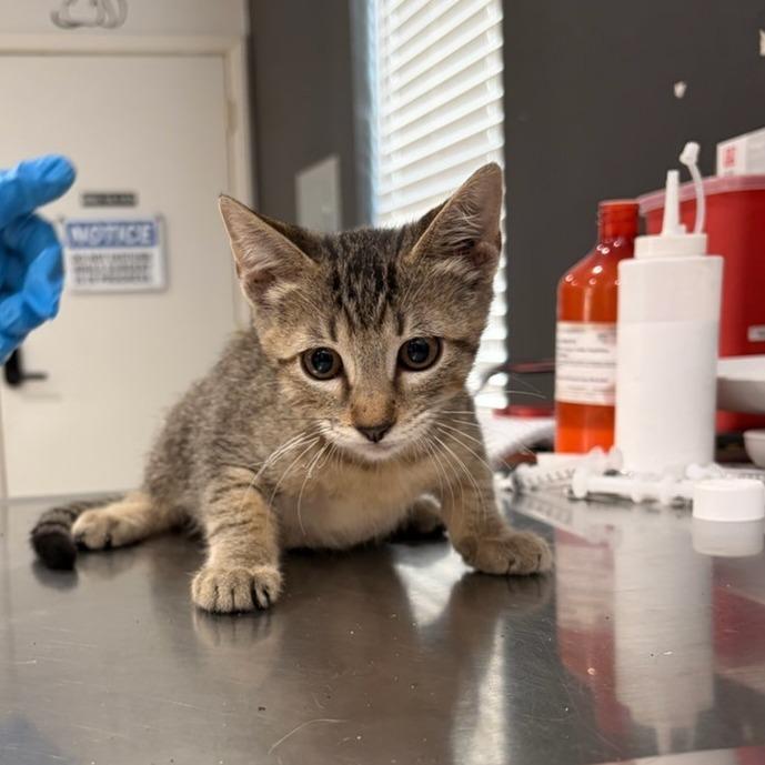Urchin, Adoptable, Kitten Male Domestic Short Hair.