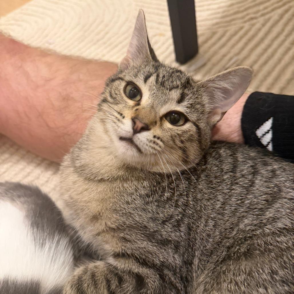 Fondue, Adoptable, Kitten Male Domestic Short Hair.