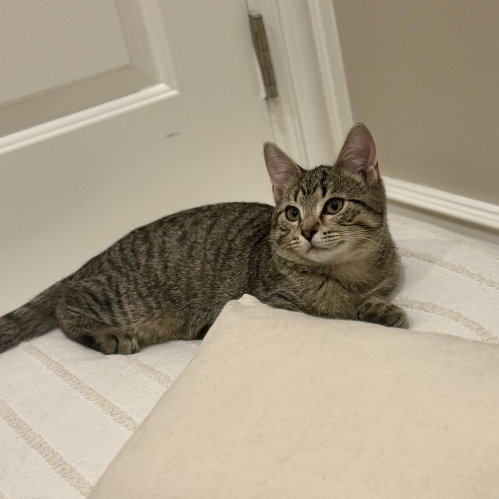 Enlarge Fondue, a Adoptable Domestic Short Hair in Chicago, IL image 2/3