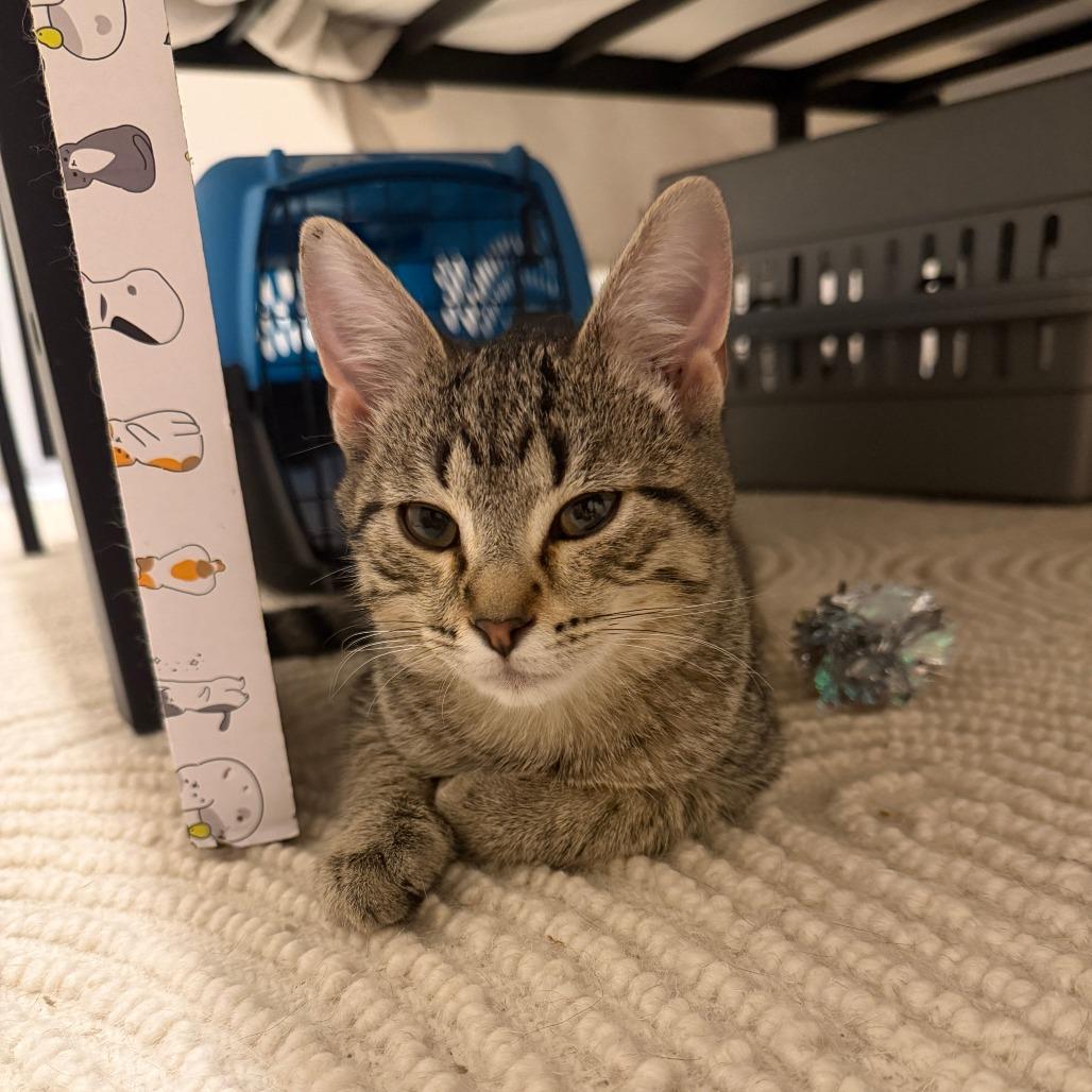 Enlarge Fondue, a Adoptable Domestic Short Hair in Chicago, IL image 3/3