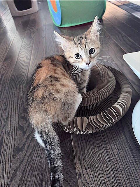 Splash, Adopted, Kitten Female Domestic Short Hair.