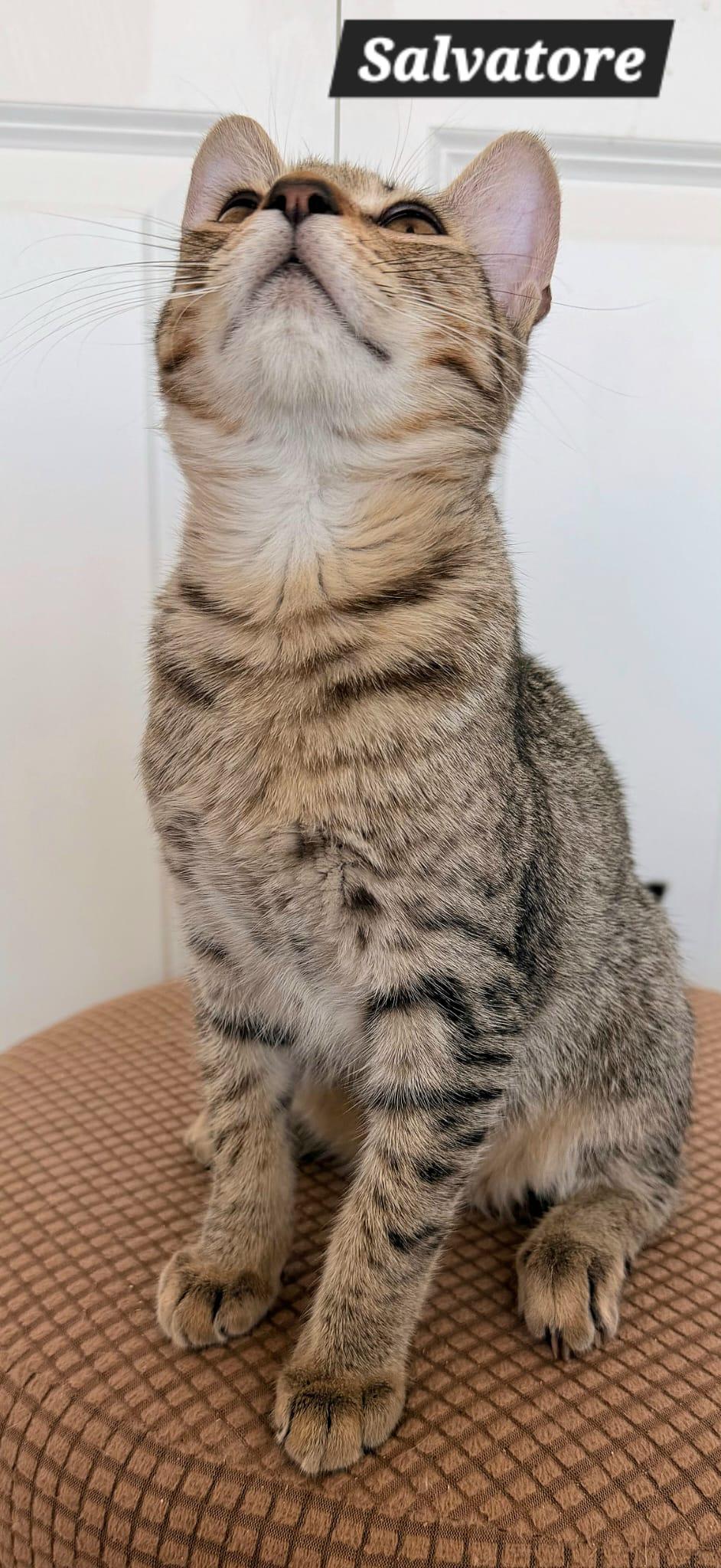 Enlarge Salvatore, a Adoptable Tabby in New Castle, DE image 3/4