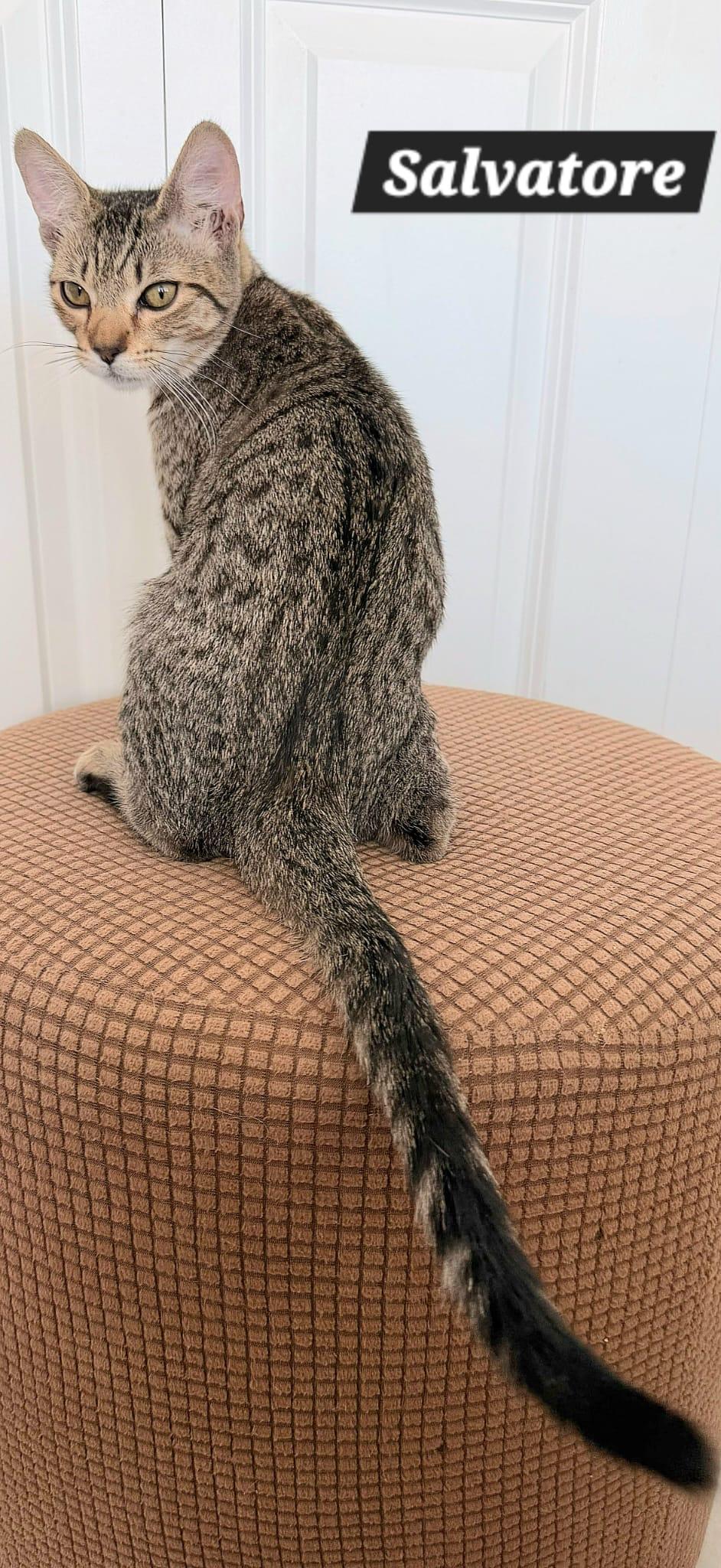 Salvatore, Adoptable, Young Male Tabby.