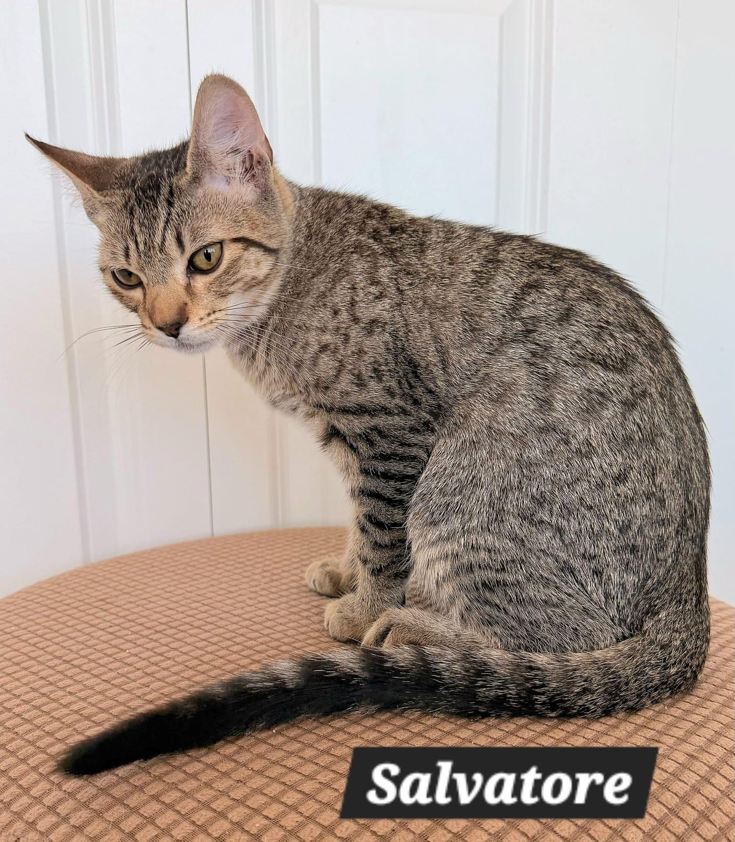 Enlarge Salvatore, a Adoptable Tabby in New Castle, DE image 2/4