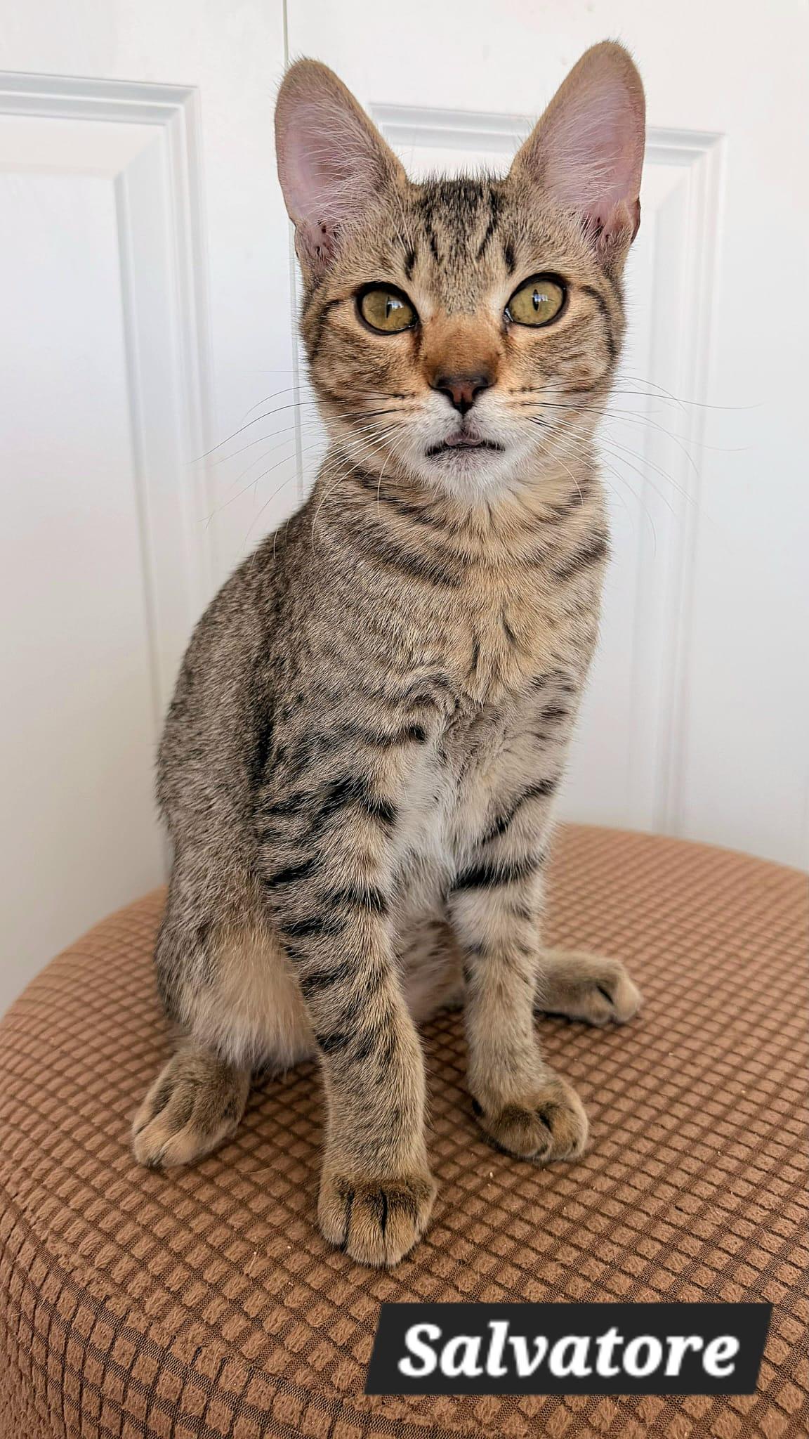 Enlarge Salvatore, a Adoptable Tabby in New Castle, DE image 4/4
