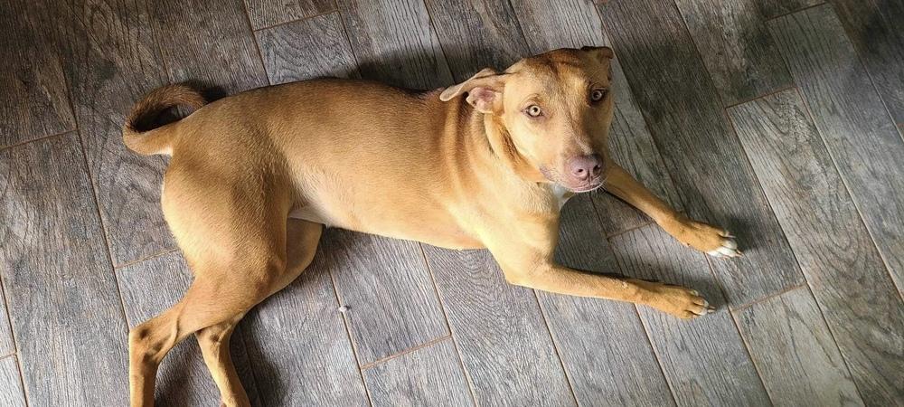 Enlarge Lanakai, a Adoptable mixed breed in Shawnee, OK image 1/6