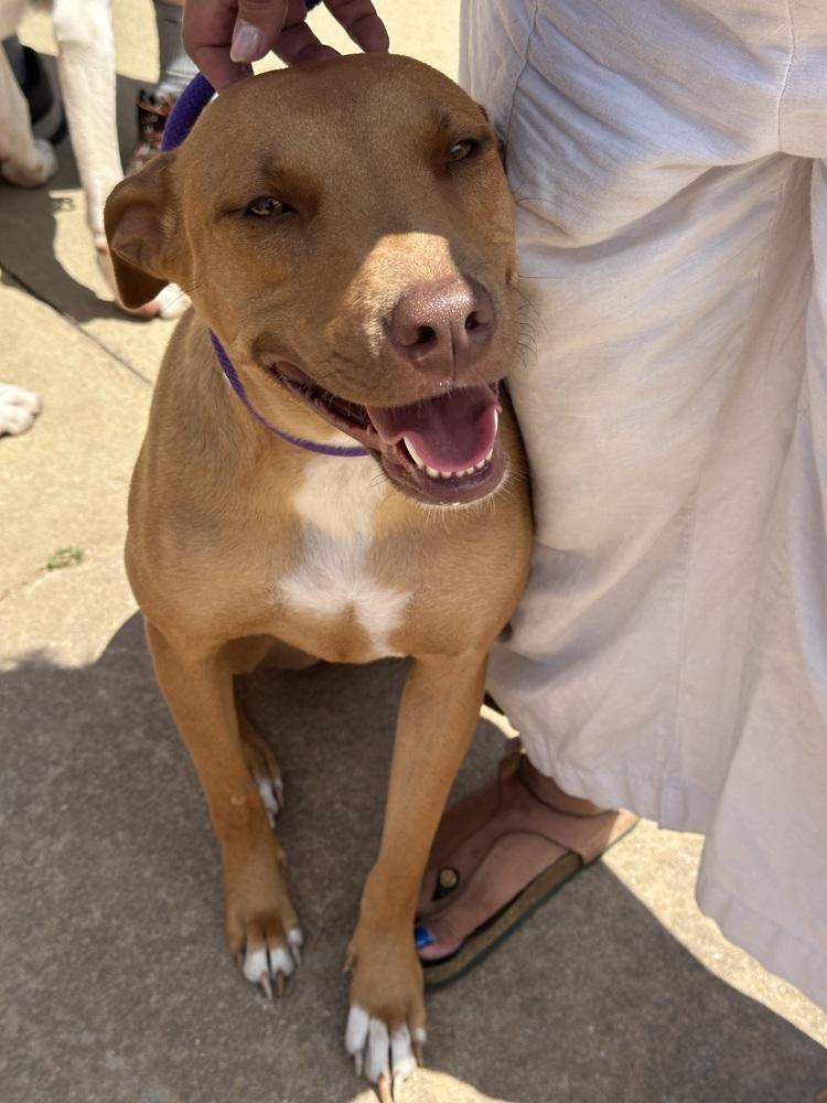 Enlarge Lanakai, a Adoptable mixed breed in Shawnee, OK image 2/6