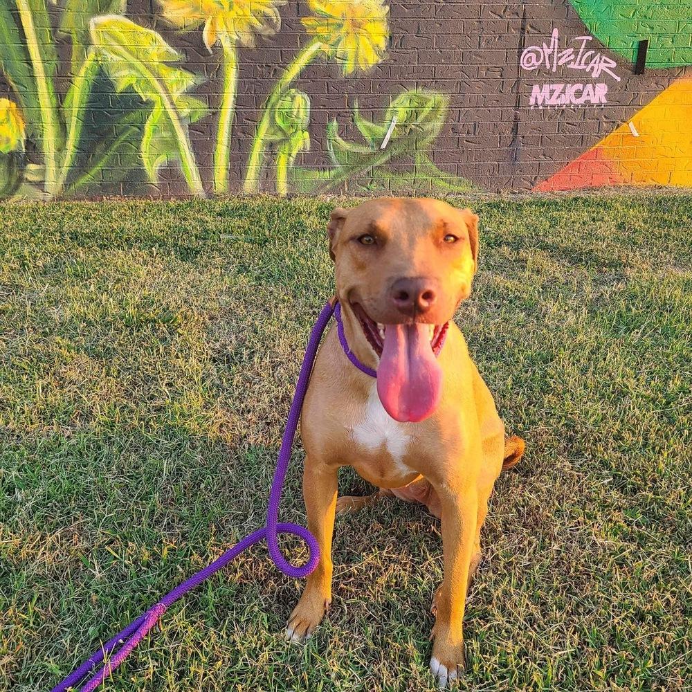 Enlarge Lanakai, a Adoptable mixed breed in Shawnee, OK image 3/6