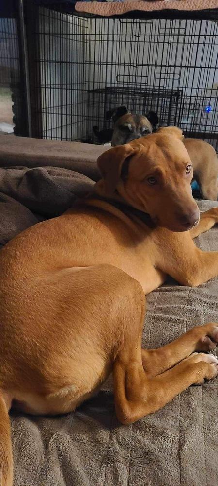 Enlarge Lanakai, a Adoptable mixed breed in Shawnee, OK image 4/6