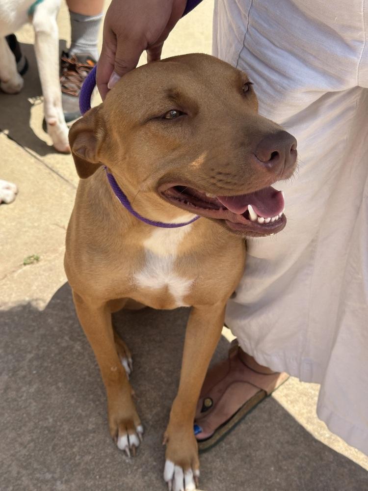 Enlarge Lanakai, a Adoptable mixed breed in Shawnee, OK image 5/6