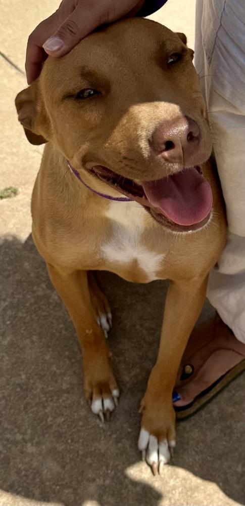 Lanakai, Adoptable, Young Female Shepherd & Hound.