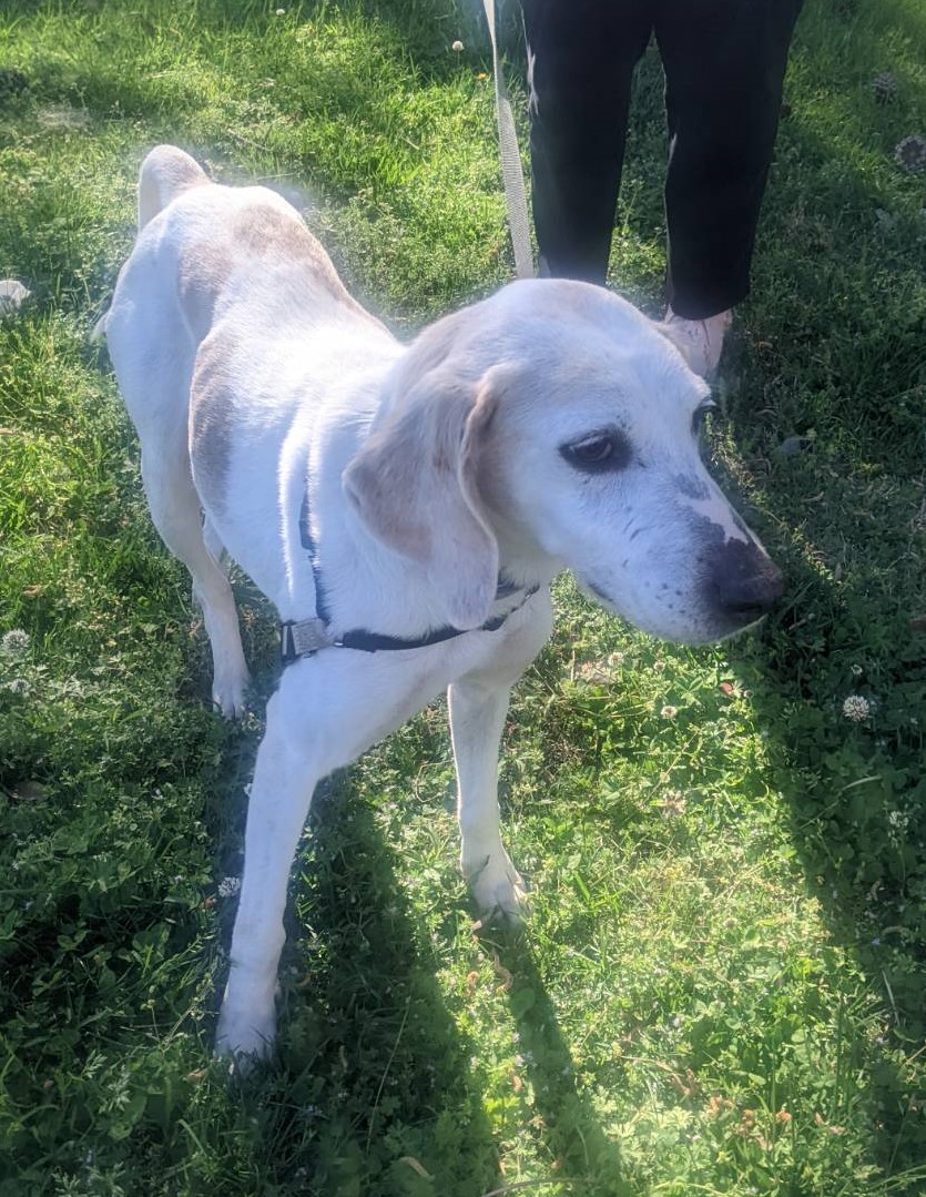 Molly, a Adoptable mixed breed in Chesapeake, VA image 2/6