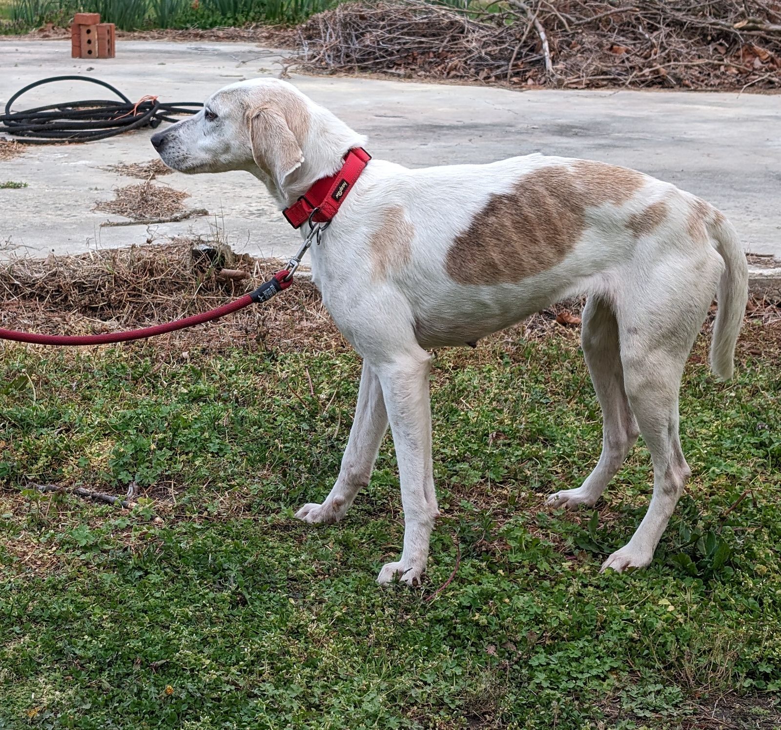 Molly, a Adoptable mixed breed in Chesapeake, VA image 3/6
