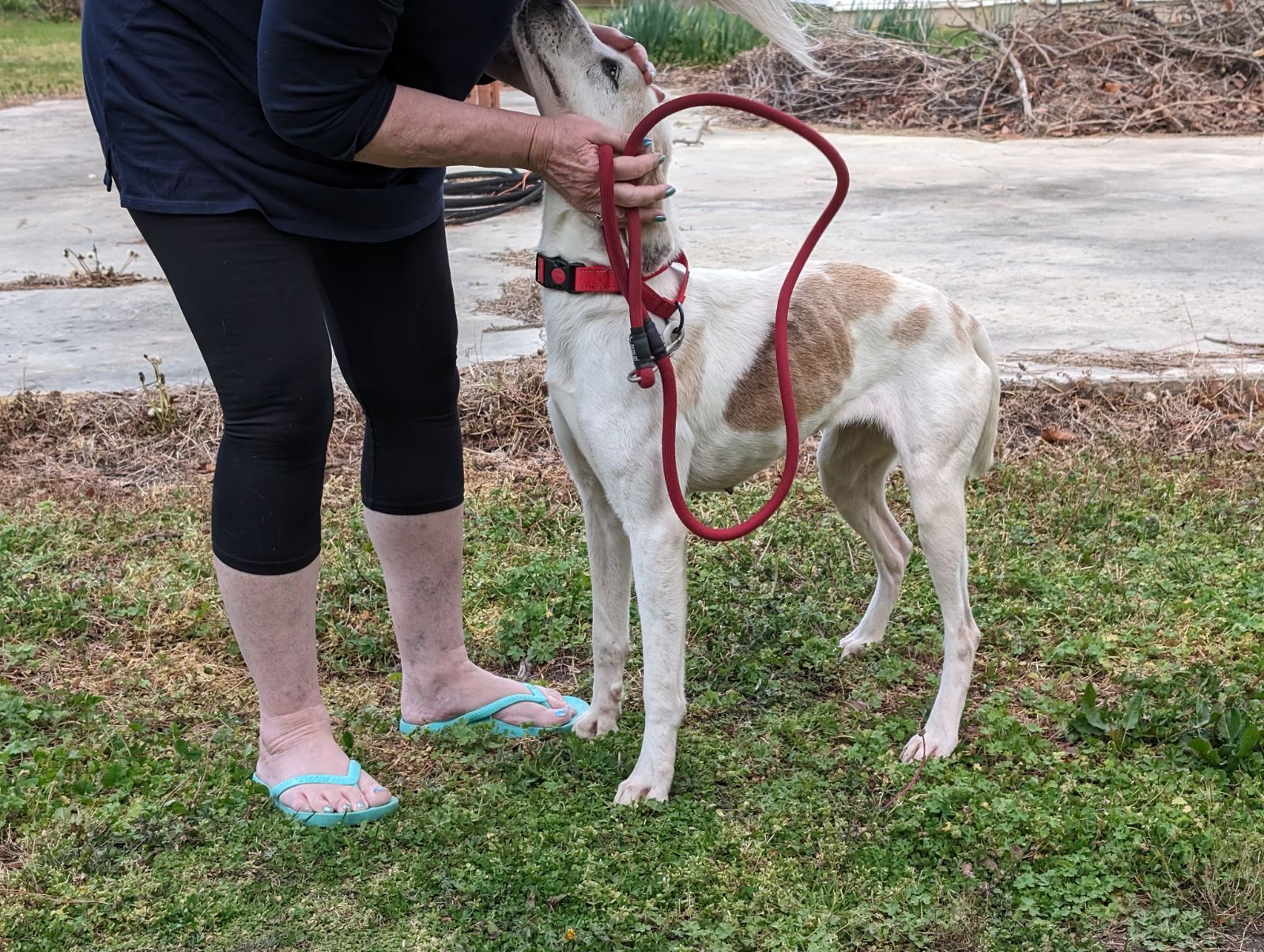 Molly, a Adoptable mixed breed in Chesapeake, VA image 4/6