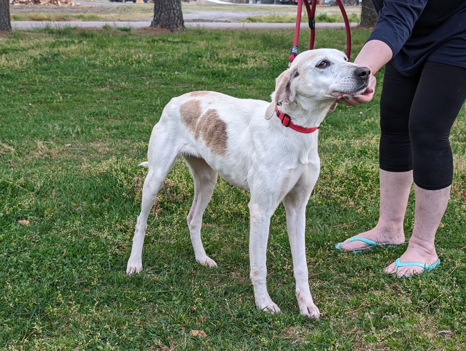 Molly, a Adoptable mixed breed in Chesapeake, VA image 5/6