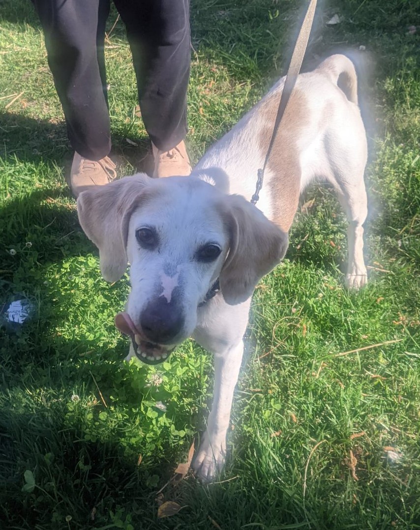 Molly, a Adoptable mixed breed in Chesapeake, VA image 6/6