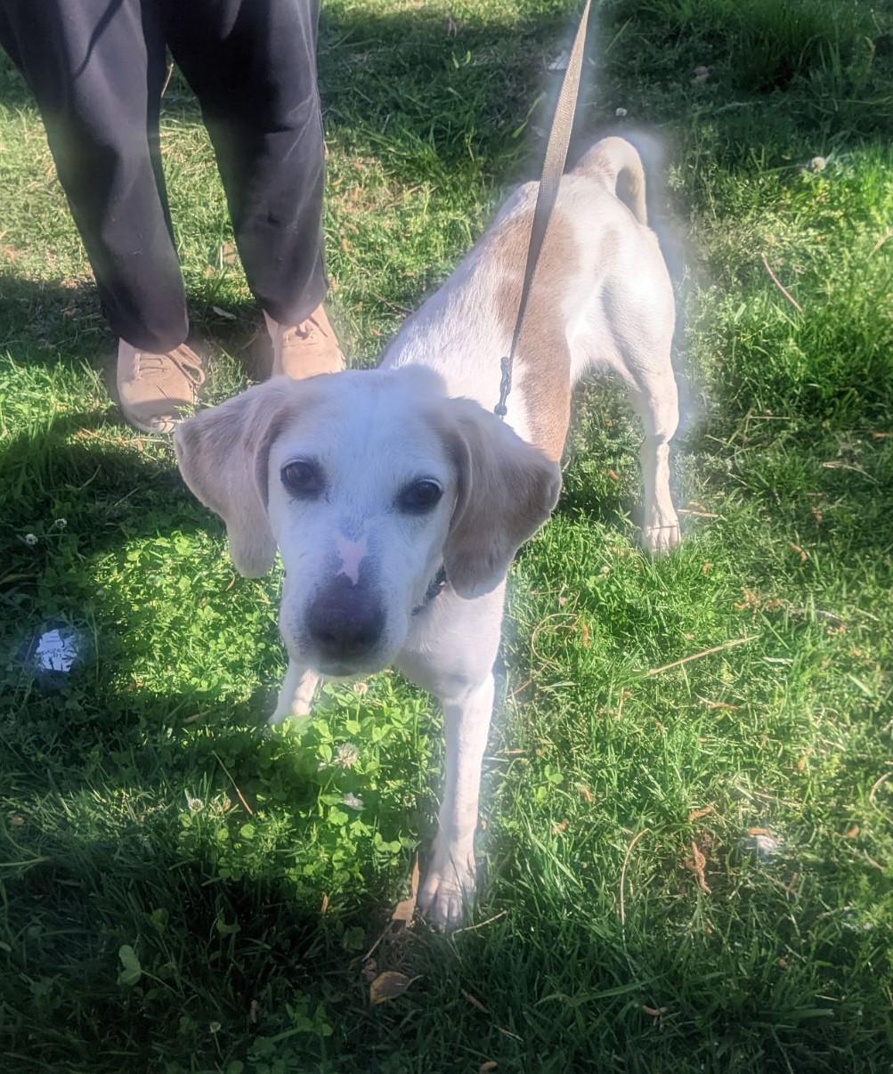 Molly, a Adoptable mixed breed in Chesapeake, VA image 1/6