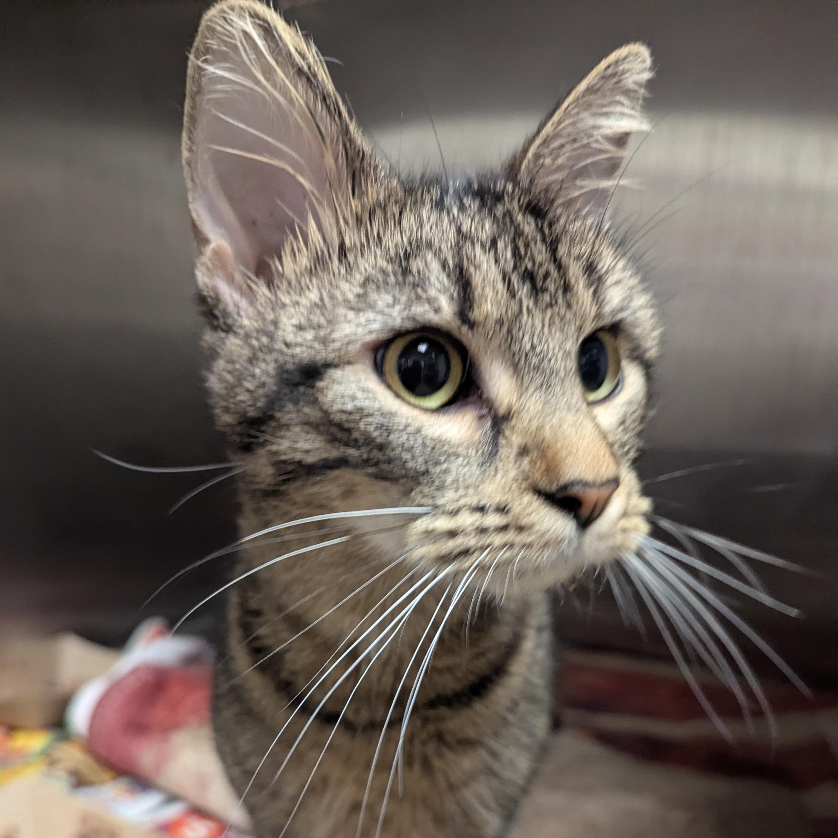 Enlarge Princess, a other Domestic Short Hair in Springfield, IL image 1/4