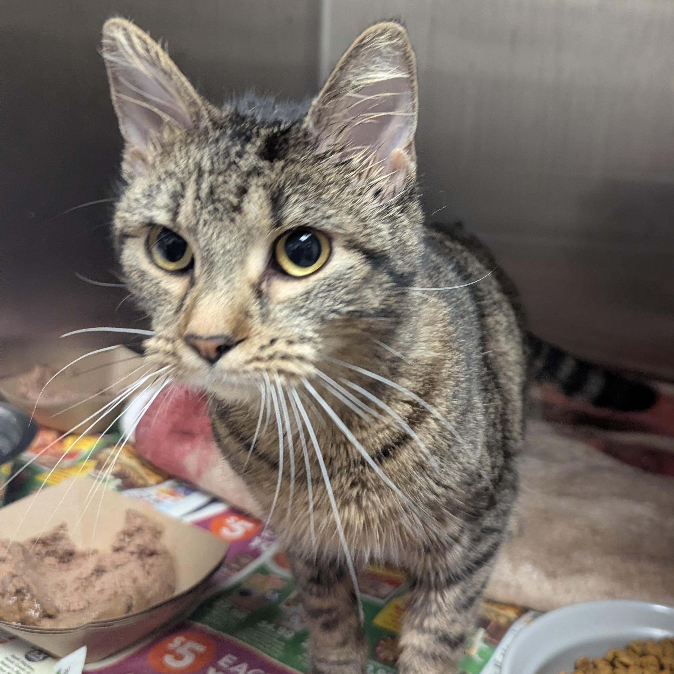 Enlarge Princess, a other Domestic Short Hair in Springfield, IL image 3/4